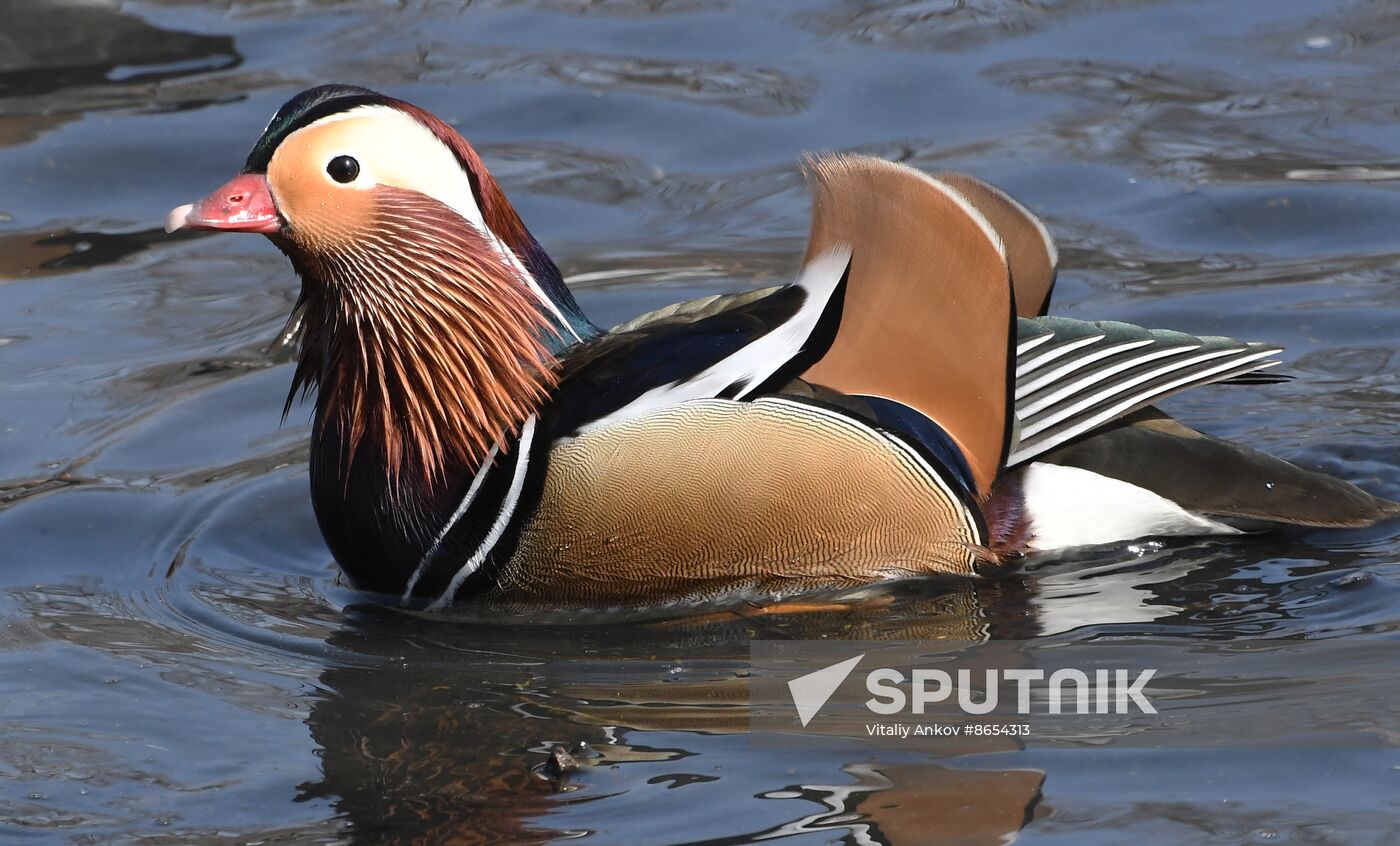 Russia Wildlife