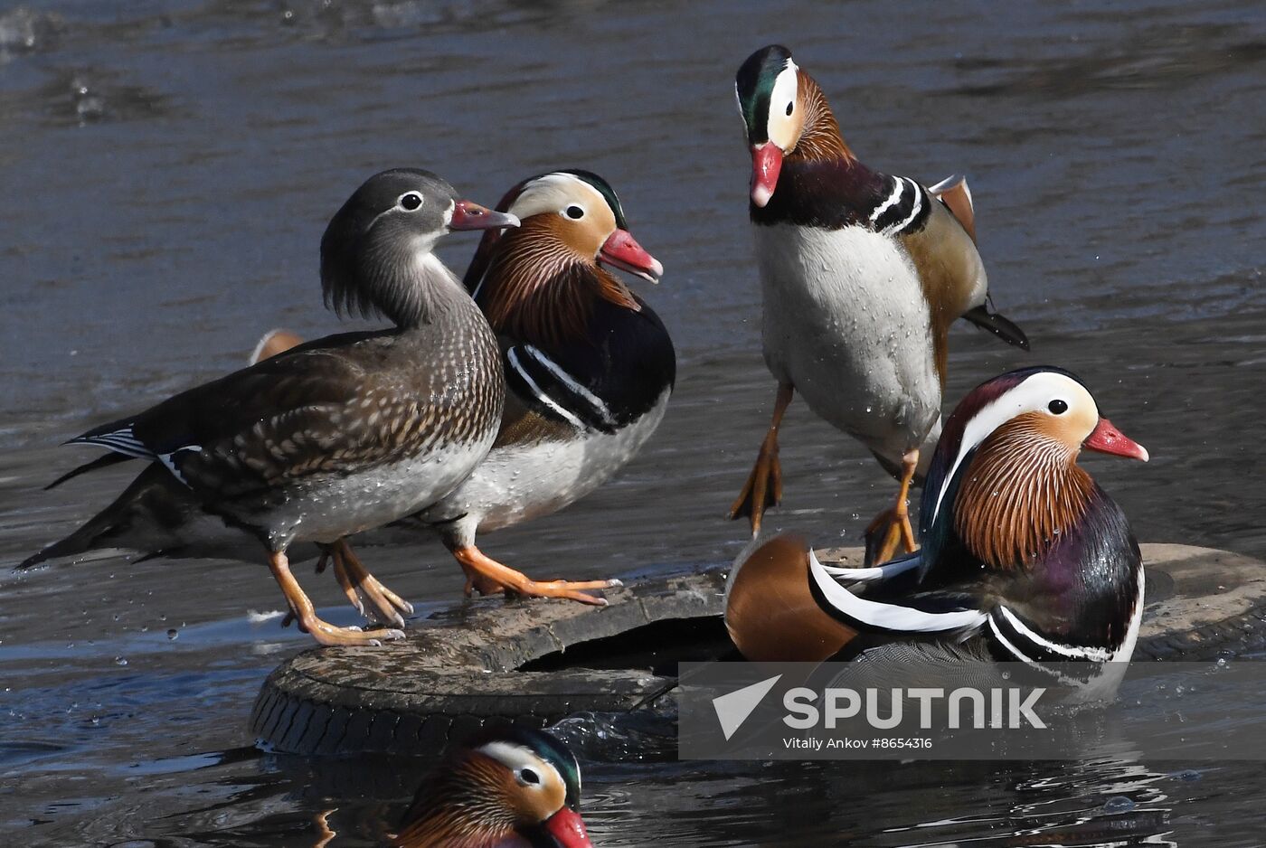 Russia Wildlife