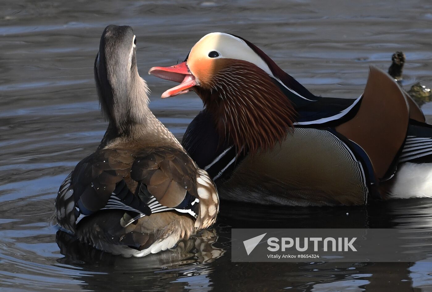 Russia Wildlife