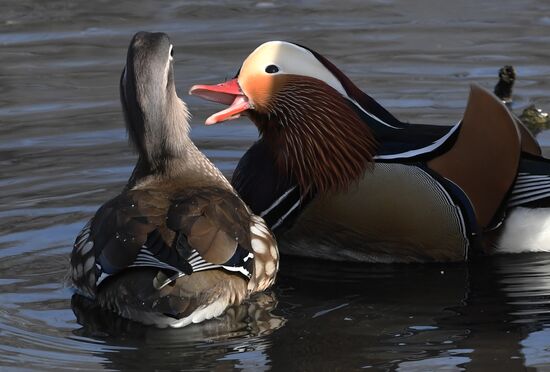 Russia Wildlife