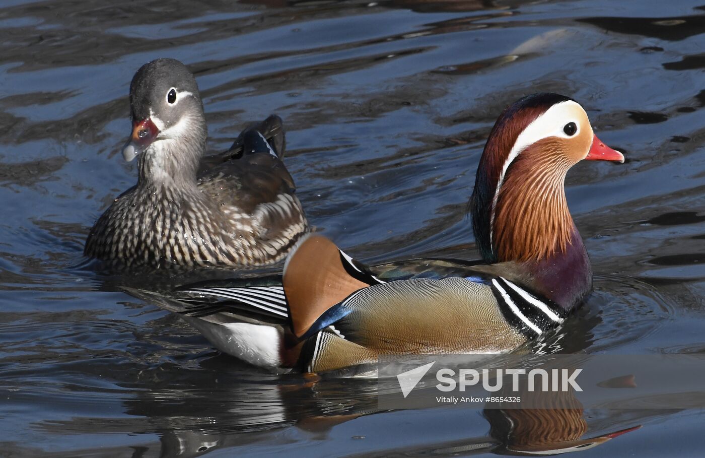 Russia Wildlife