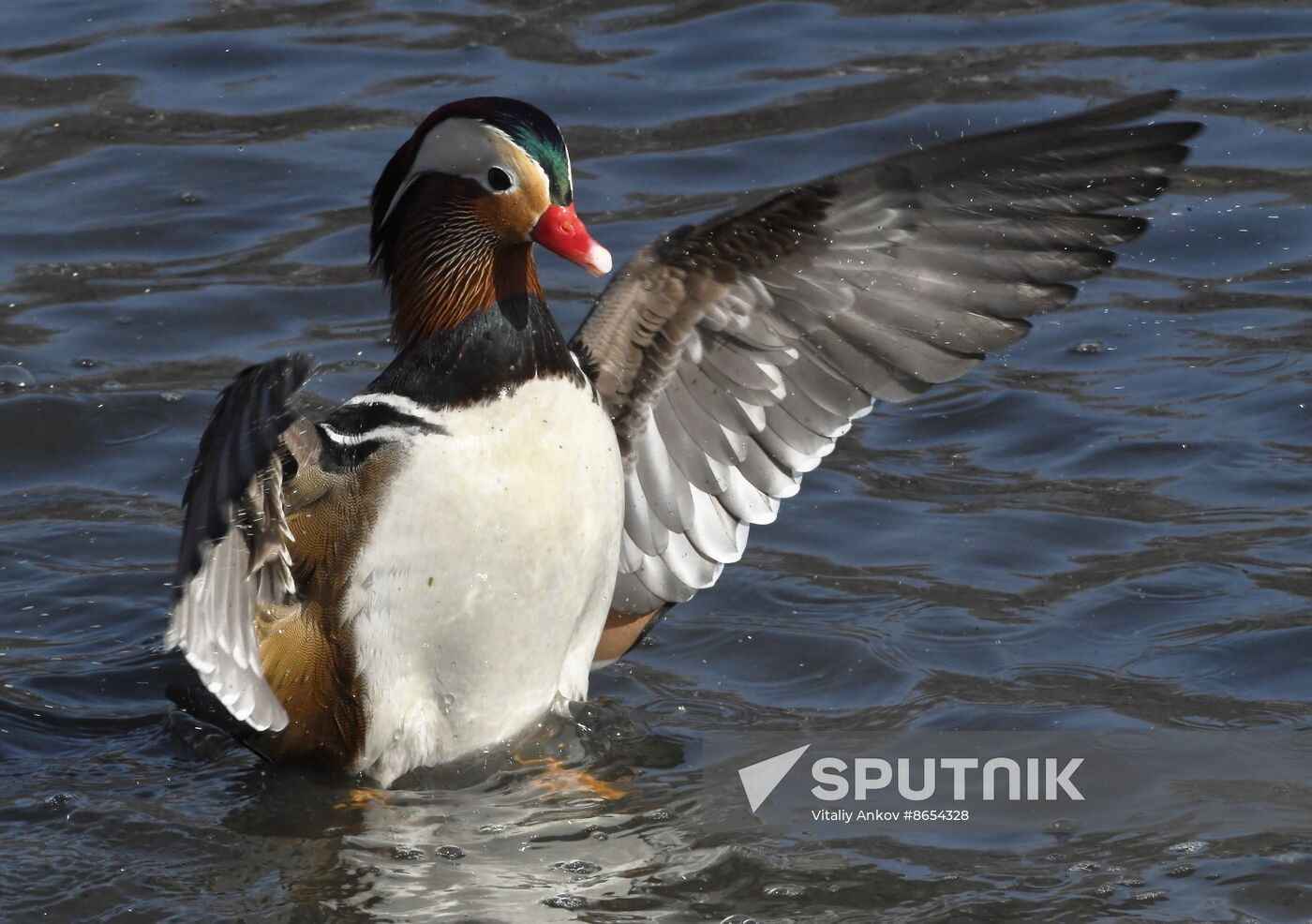 Russia Wildlife