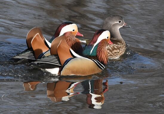 Russia Wildlife