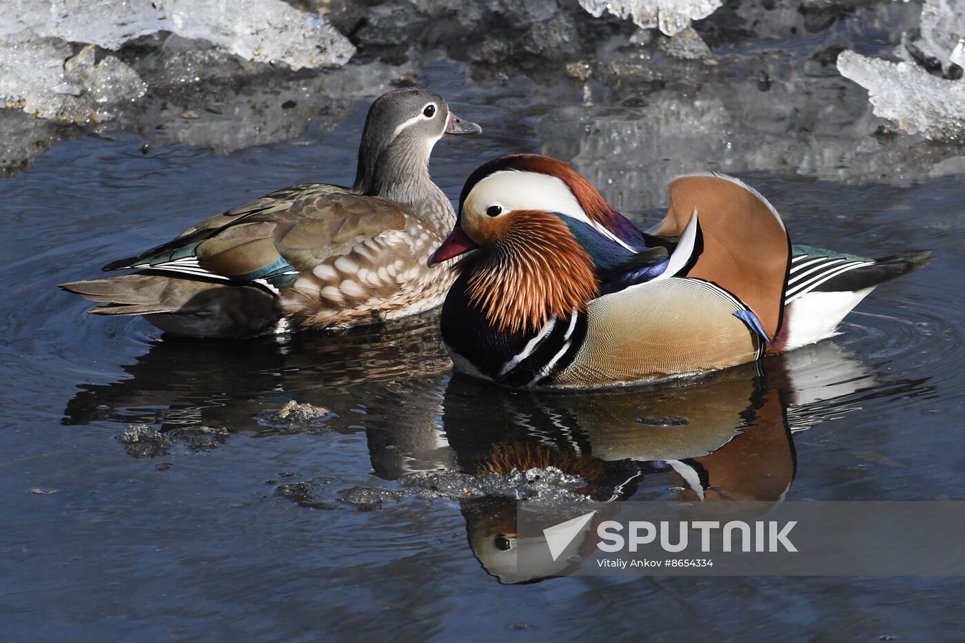 Russia Wildlife