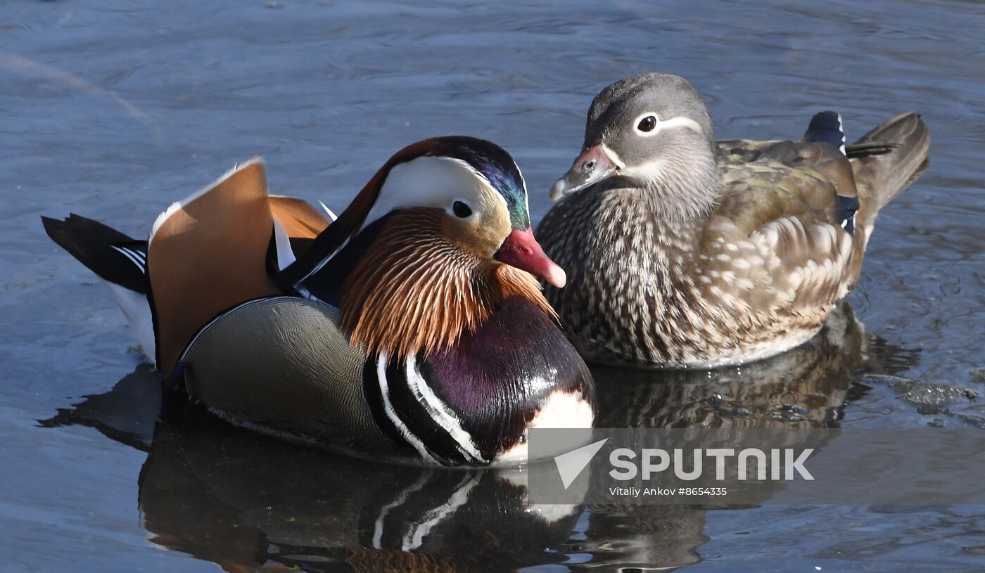 Russia Wildlife