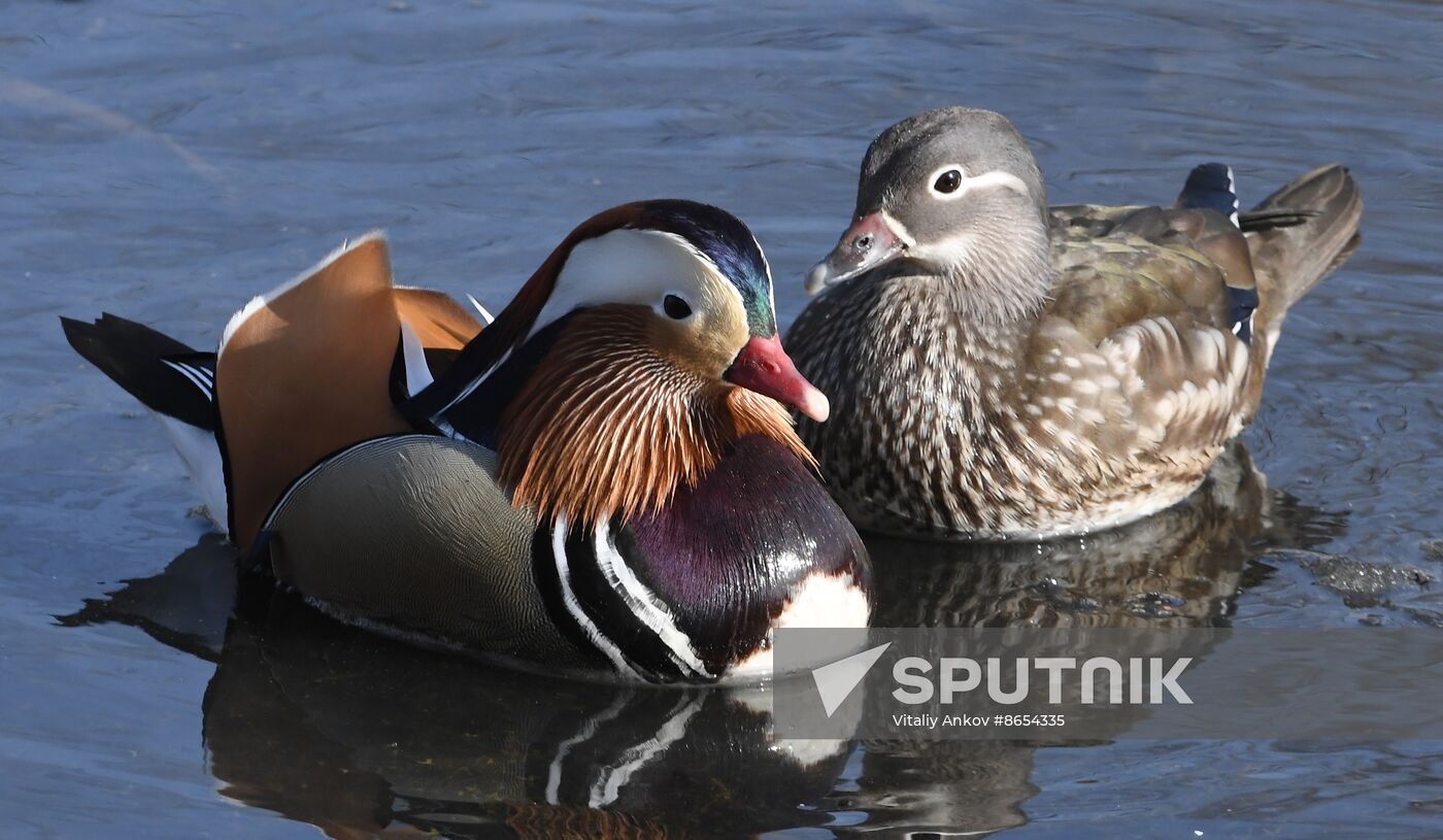 Russia Wildlife