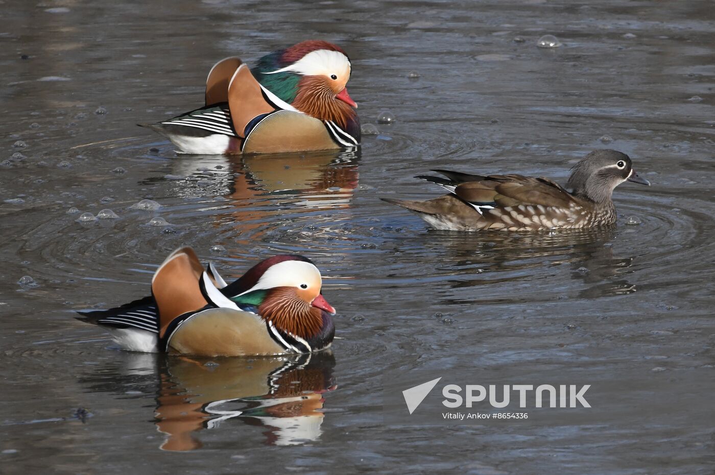 Russia Wildlife