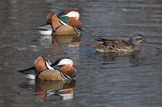 Russia Wildlife