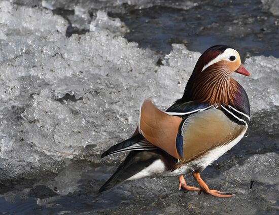 Russia Wildlife