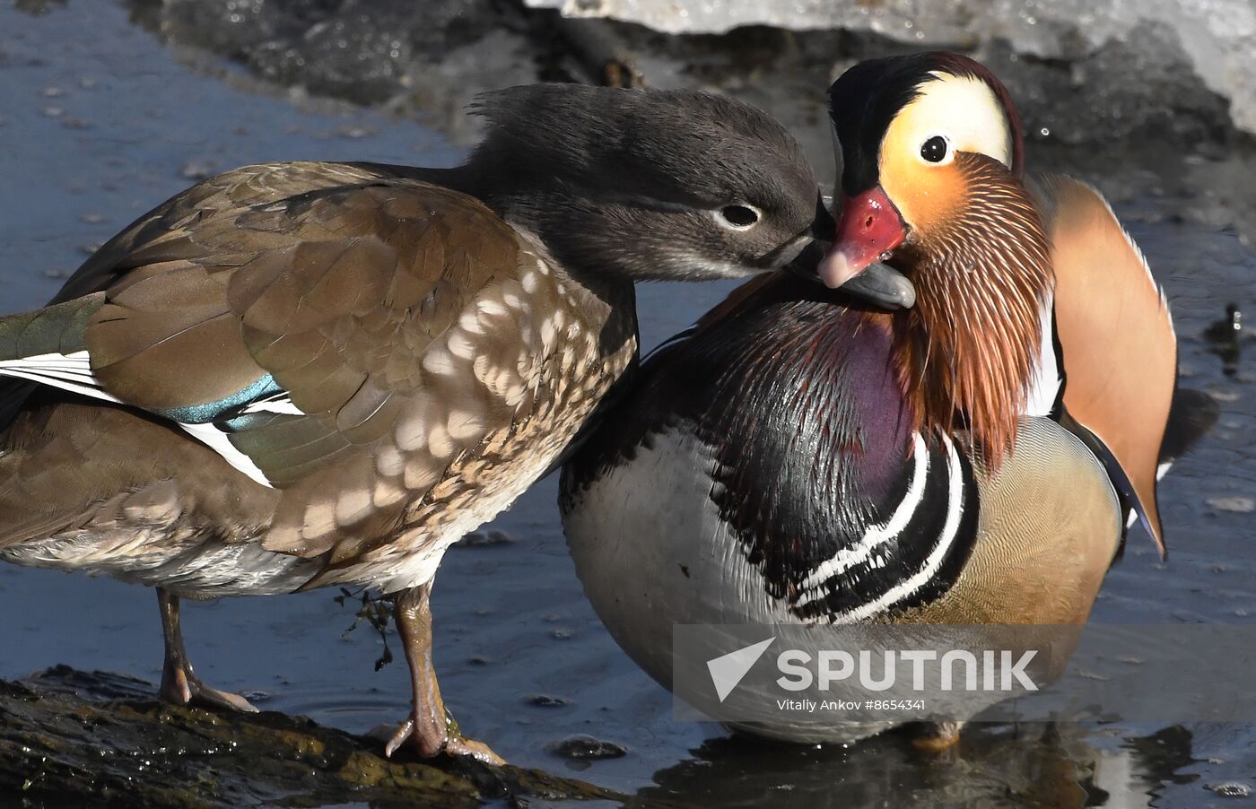 Russia Wildlife