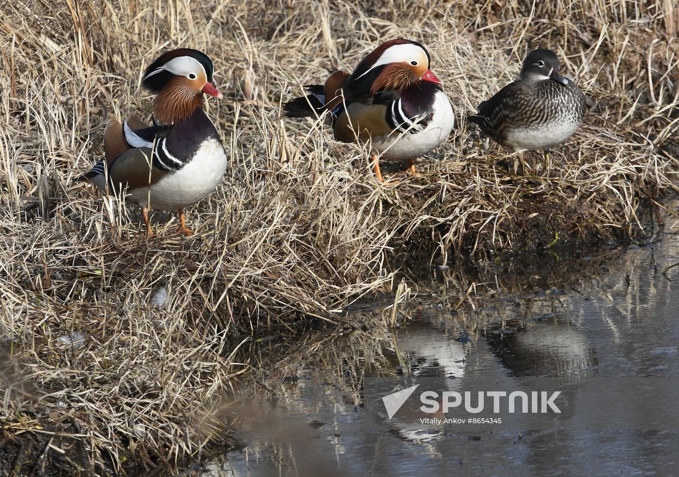 Russia Wildlife