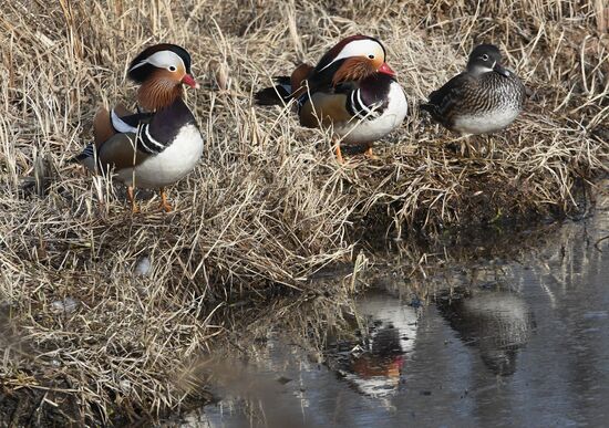 Russia Wildlife