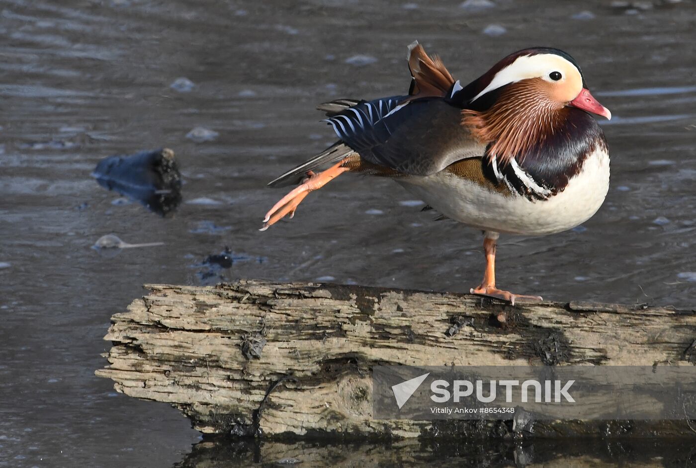 Russia Wildlife