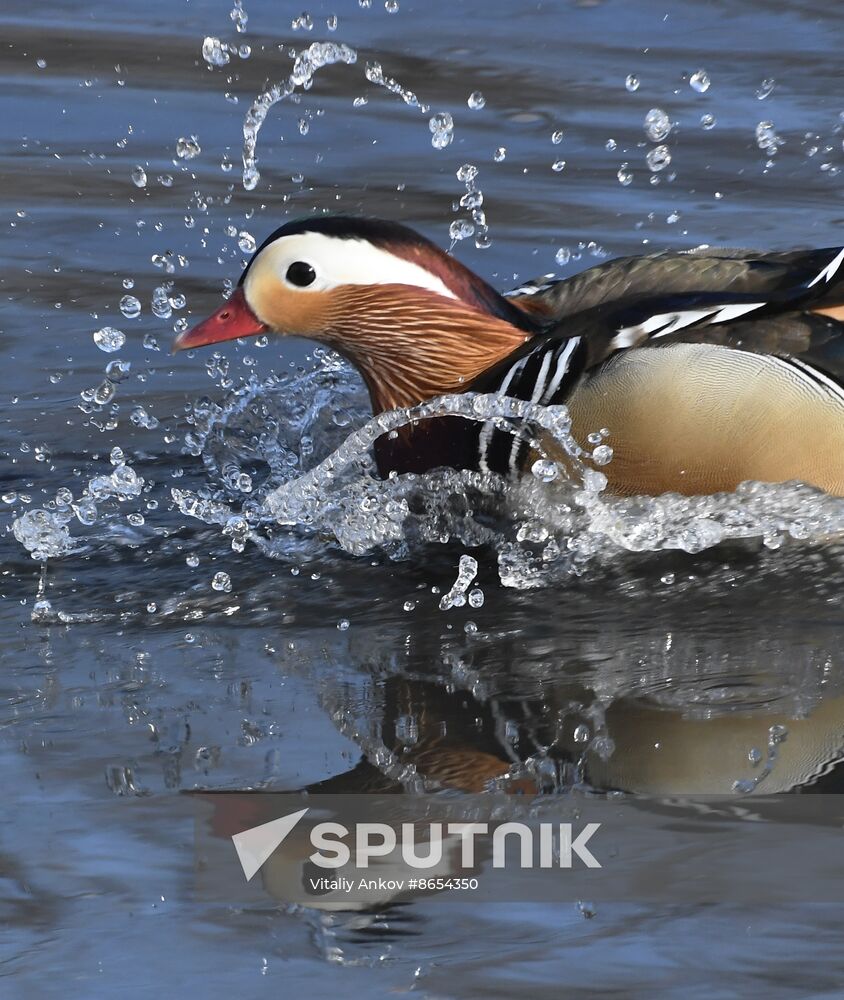Russia Wildlife