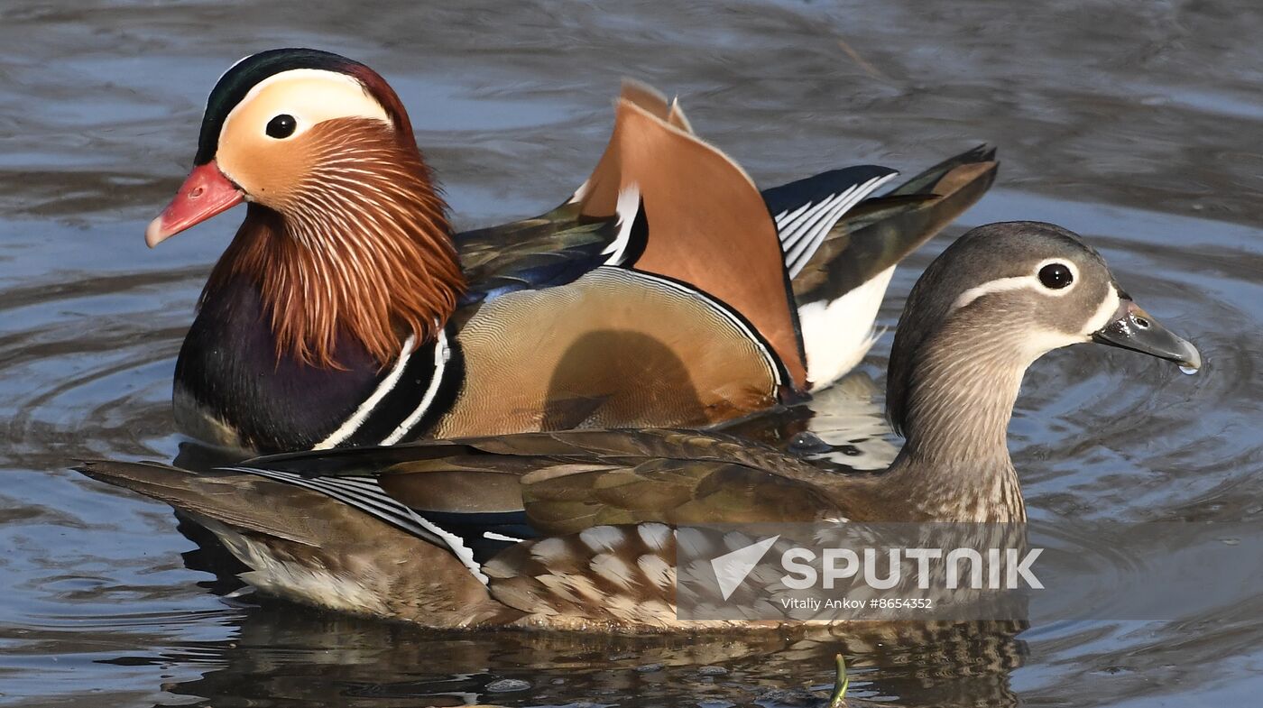 Russia Wildlife