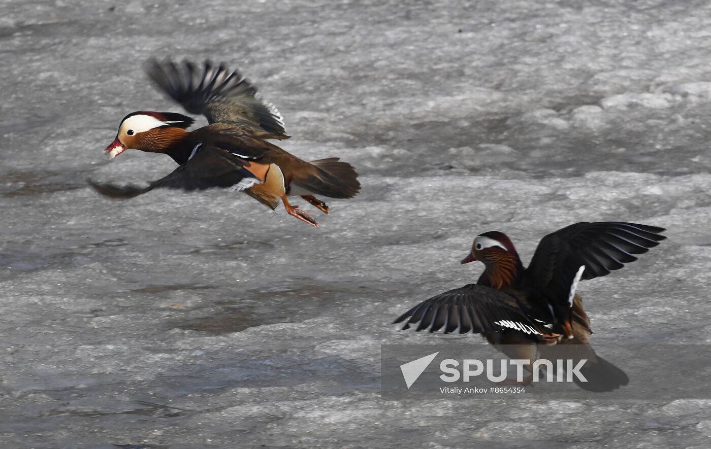 Russia Wildlife