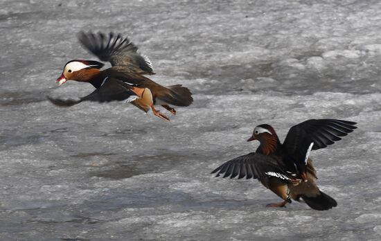 Russia Wildlife