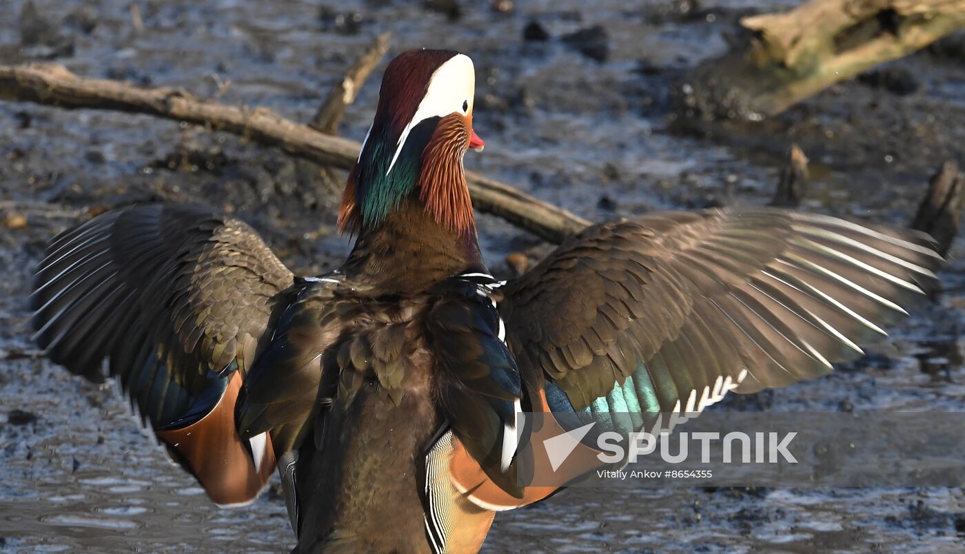 Russia Wildlife