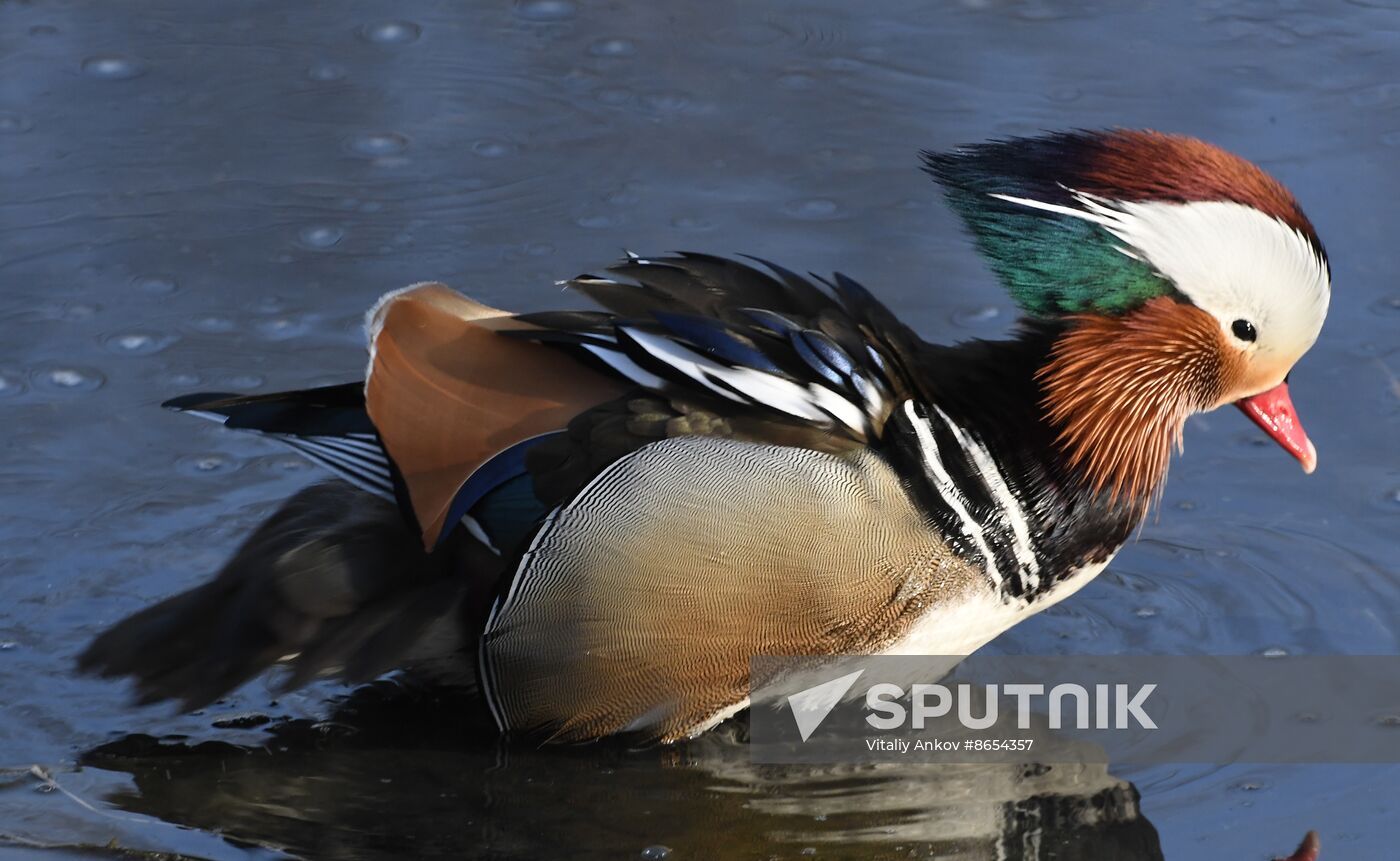 Russia Wildlife