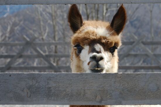 Russia Animals Alpacas