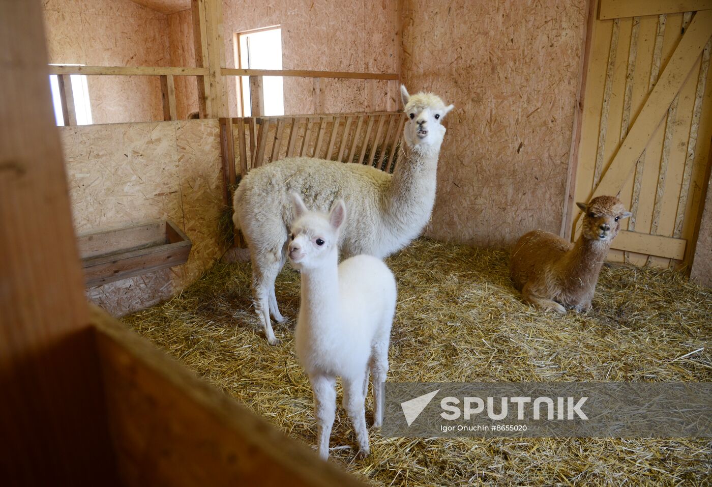 Russia Animals Alpacas