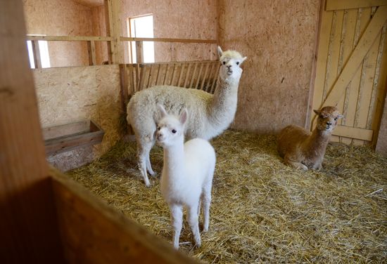 Russia Animals Alpacas