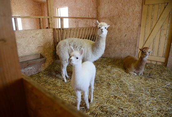 Russia Animals Alpacas