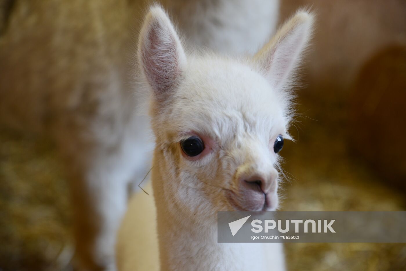 Russia Animals Alpacas