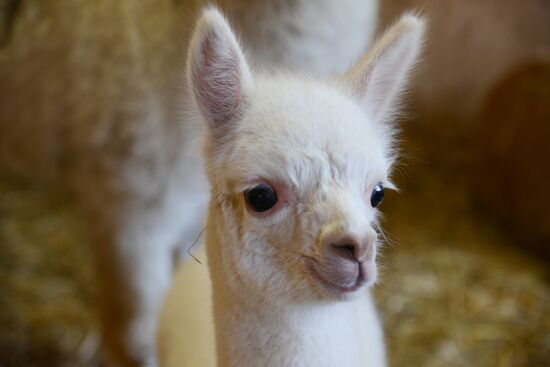 Russia Animals Alpacas