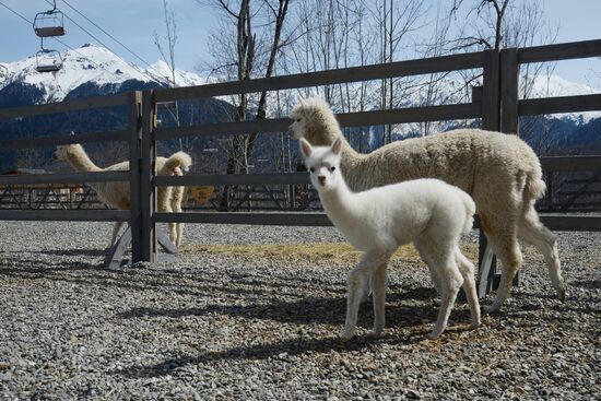 Russia Animals Alpacas