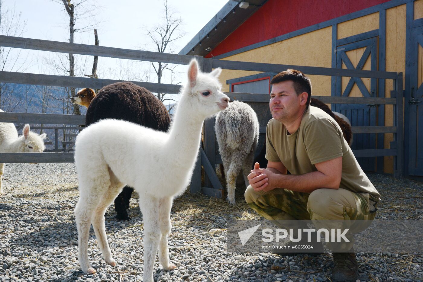 Russia Animals Alpacas