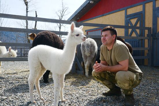 Russia Animals Alpacas