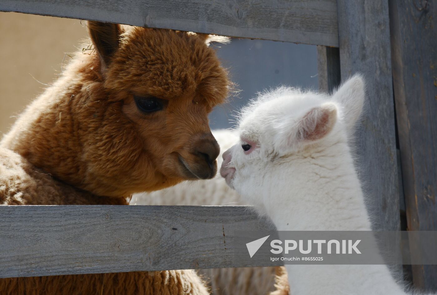 Russia Animals Alpacas