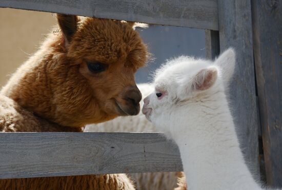 Russia Animals Alpacas