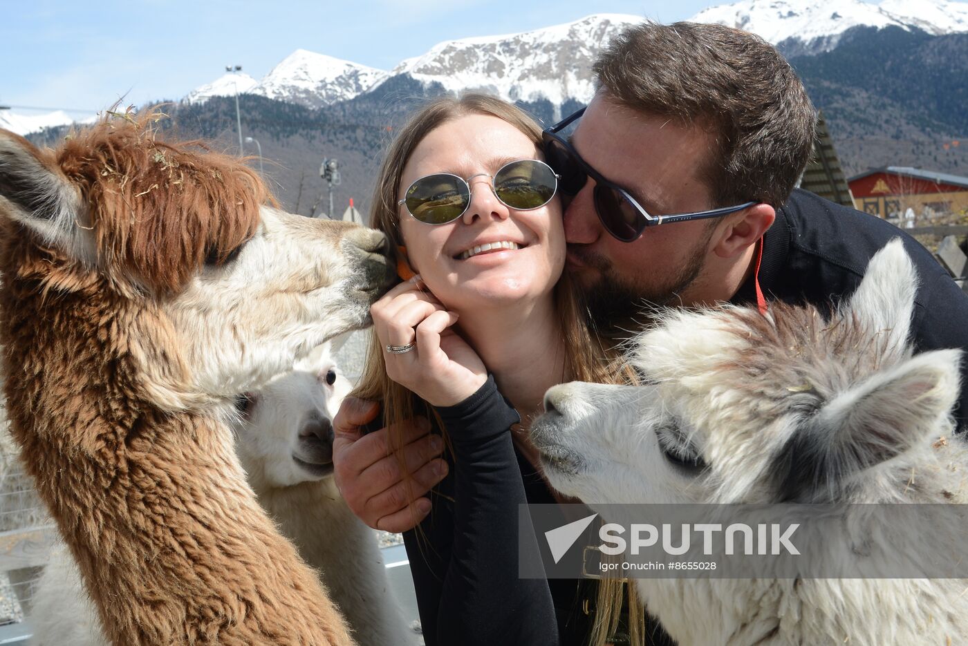 Russia Animals Alpacas