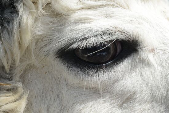 Russia Animals Alpacas