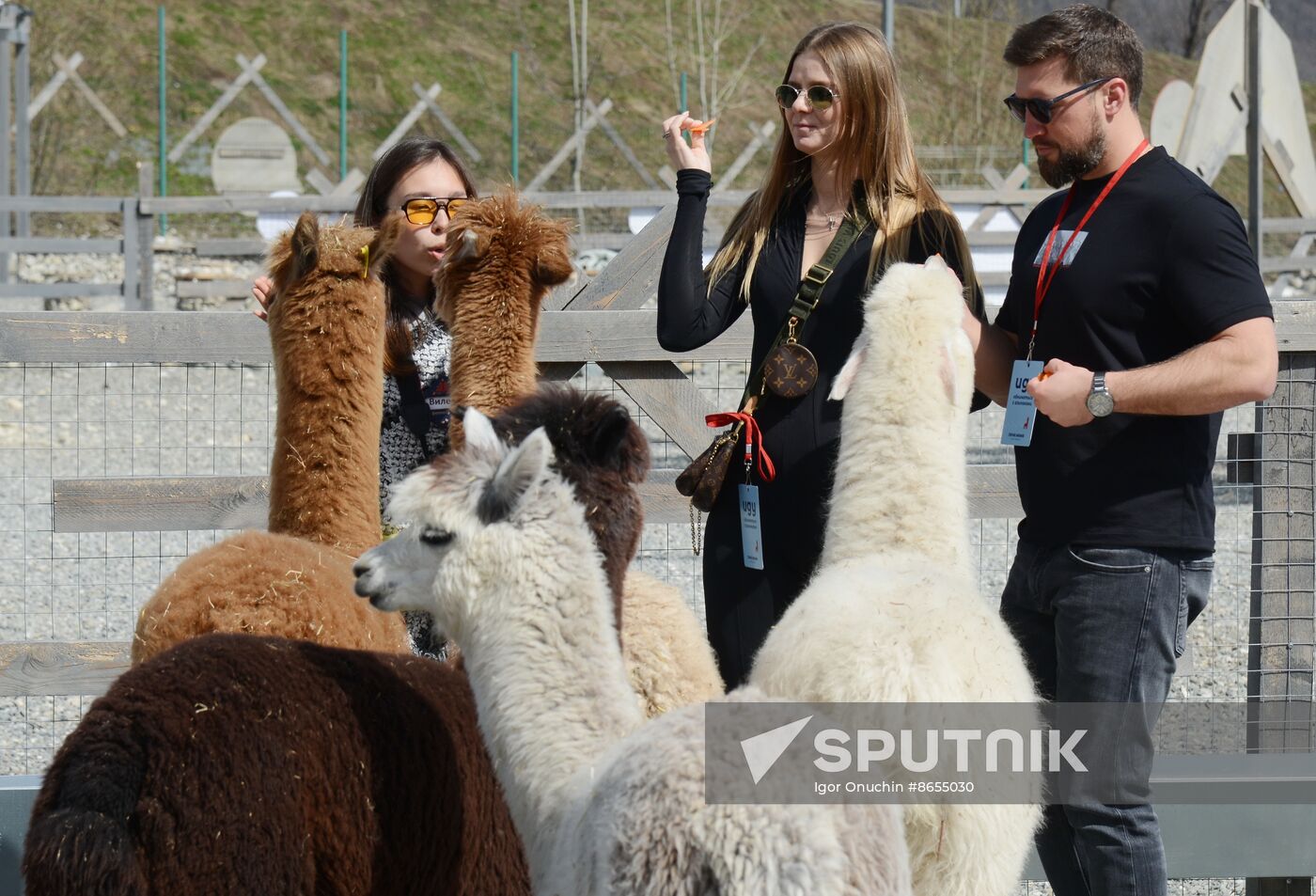 Russia Animals Alpacas