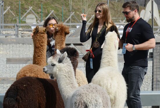 Russia Animals Alpacas