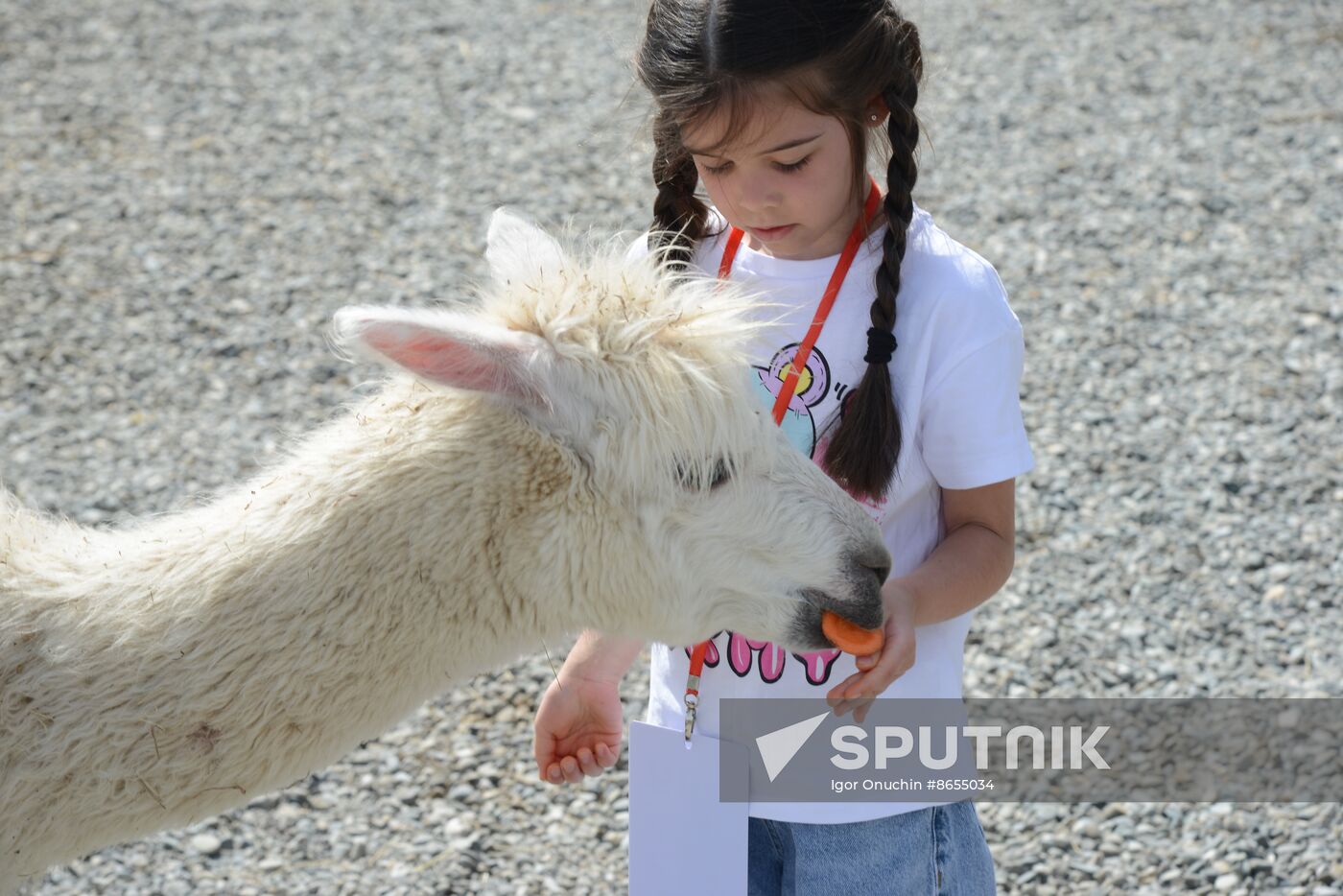 Russia Animals Alpacas