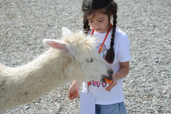 Russia Animals Alpacas