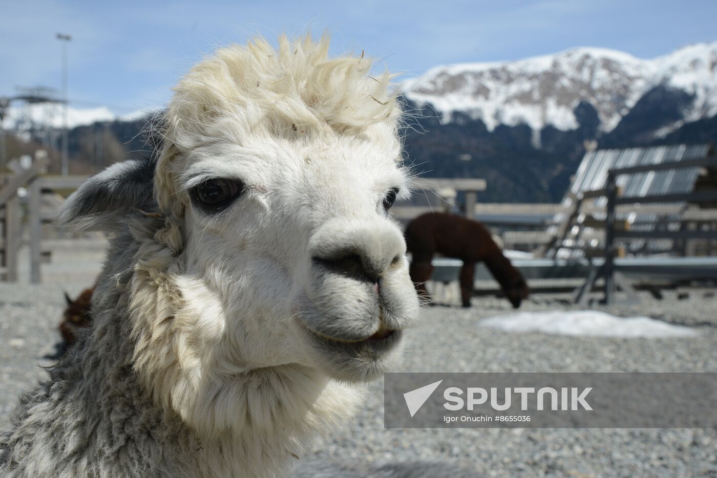 Russia Animals Alpacas