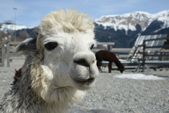 Russia Animals Alpacas