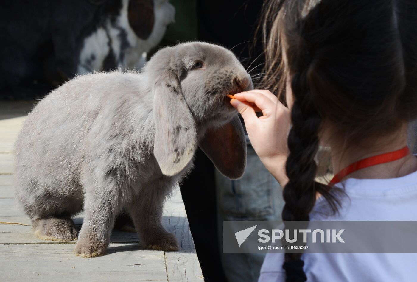 Russia Animals Alpacas