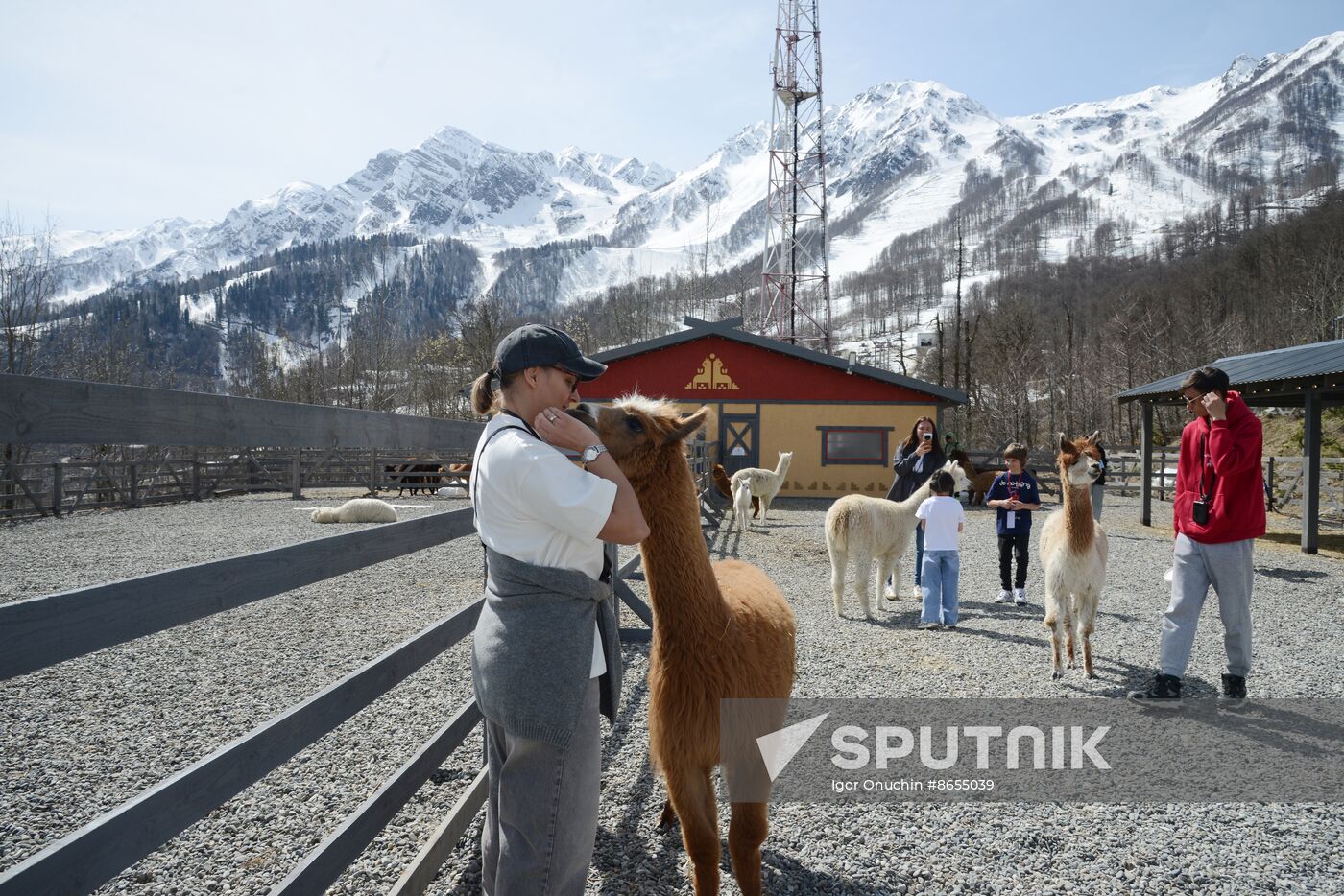 Russia Animals Alpacas