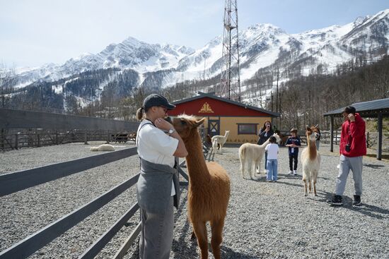 Russia Animals Alpacas