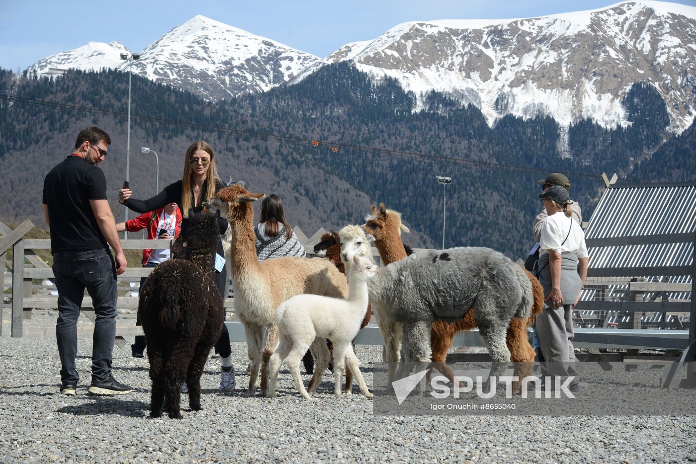 Russia Animals Alpacas