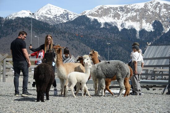 Russia Animals Alpacas