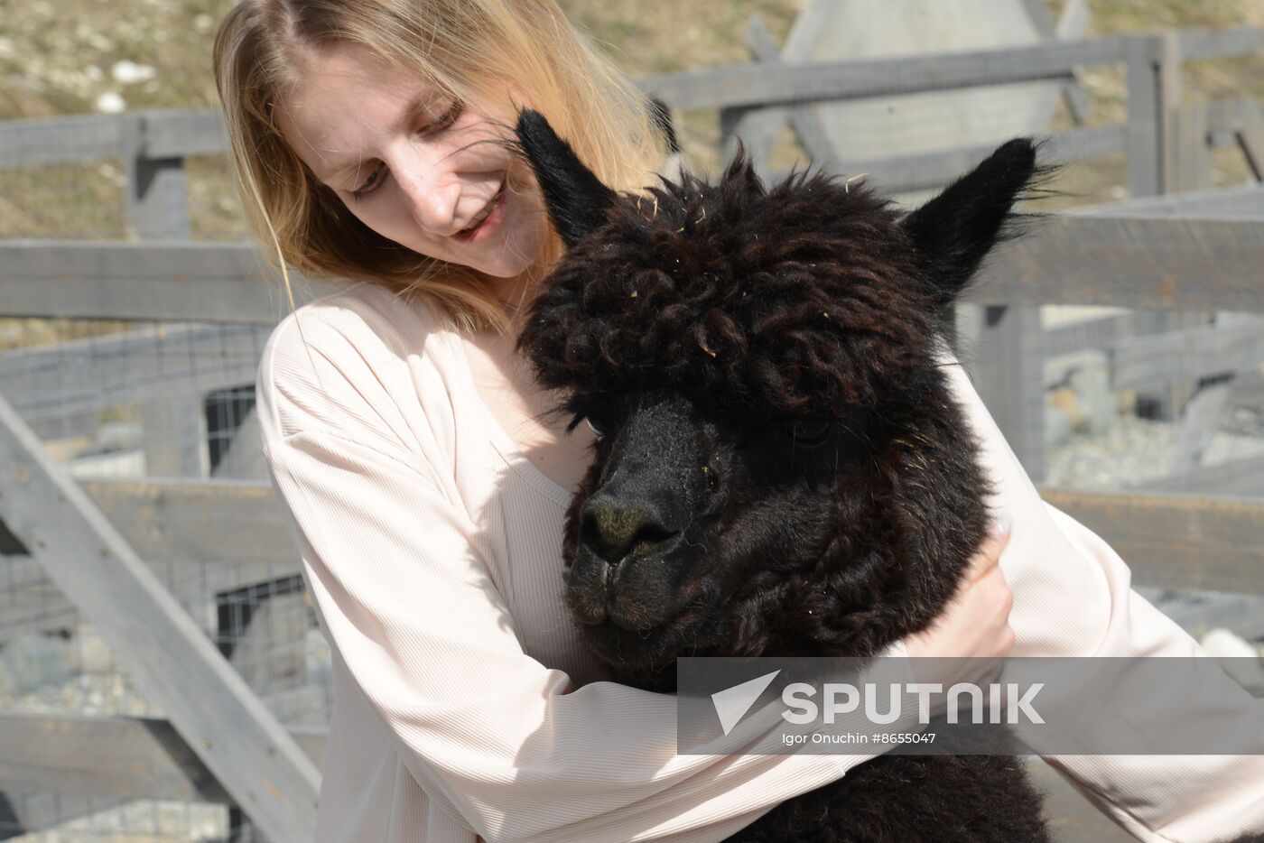 Russia Animals Alpacas