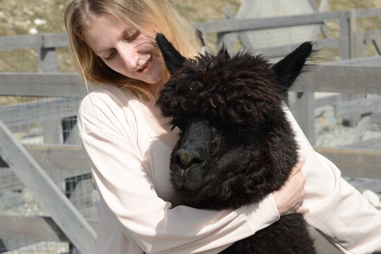 Russia Animals Alpacas