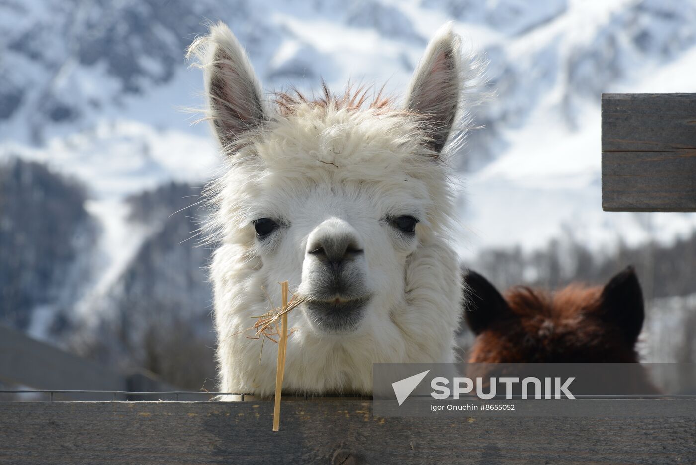 Russia Animals Alpacas